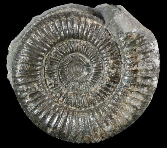 Dactylioceras Ammonite Fossil - England #52663